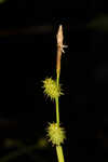 Sulphur sedge